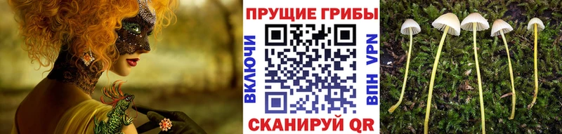 закладки  omg зеркало  Псилоцибиновые грибы MAGIC MUSHROOMS  Абакан 